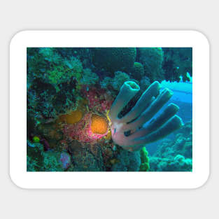 Red Sea Coral Reef Sticker